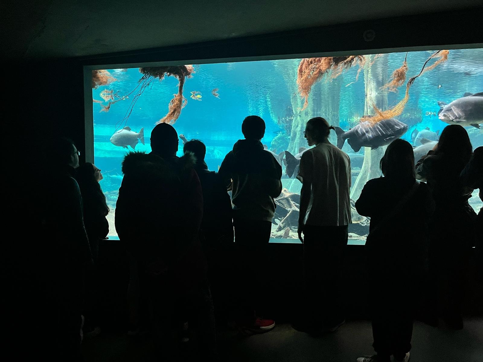 WhatsApp Image 2024-02-17 at 17.51.52